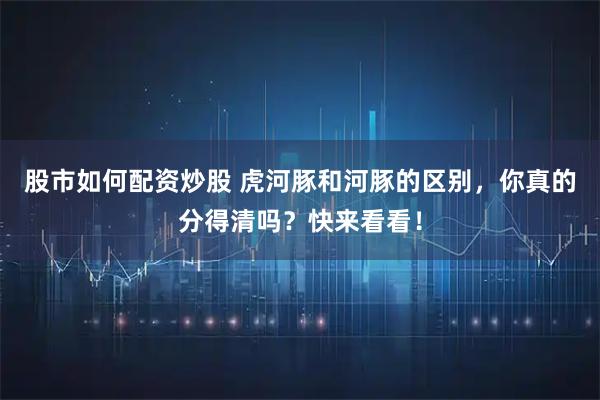 股市如何配资炒股 虎河豚和河豚的区别，你真的分得清吗？快来看看！
